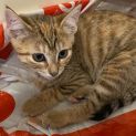 Photo of Nutmeg Located In Reservoir