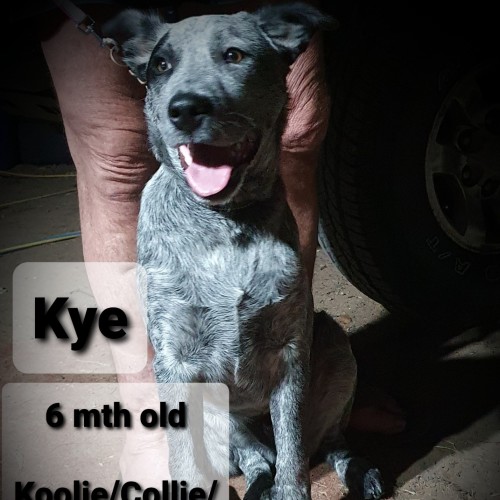 Kye