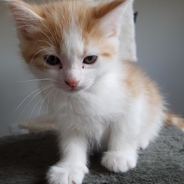 Photo of Dion **2nd Chance Cat Rescue**