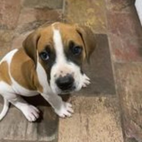 Memphis ~ 10wk Old Mastiff X (On Trial 19/01/21)