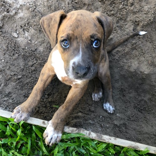 Nova 