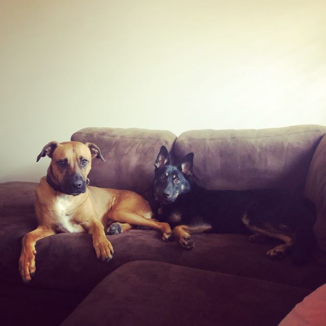 Photo of Bomber