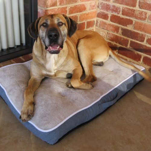 Harley *On Trial in His New Home*