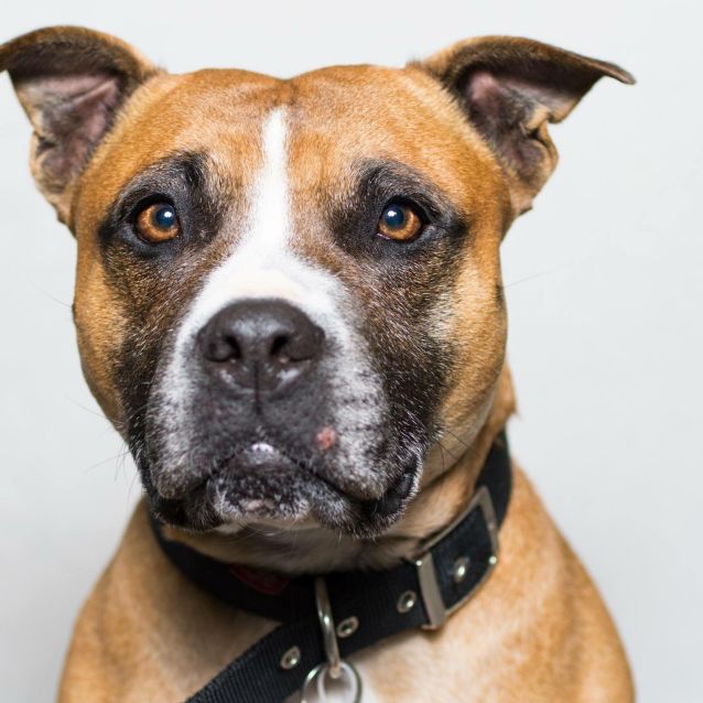 Photo of Daisy Db376