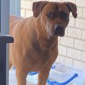 Photo of Chooch