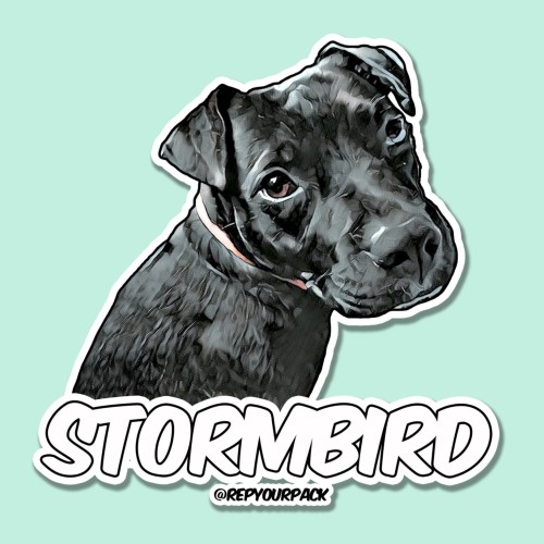 Stormbird