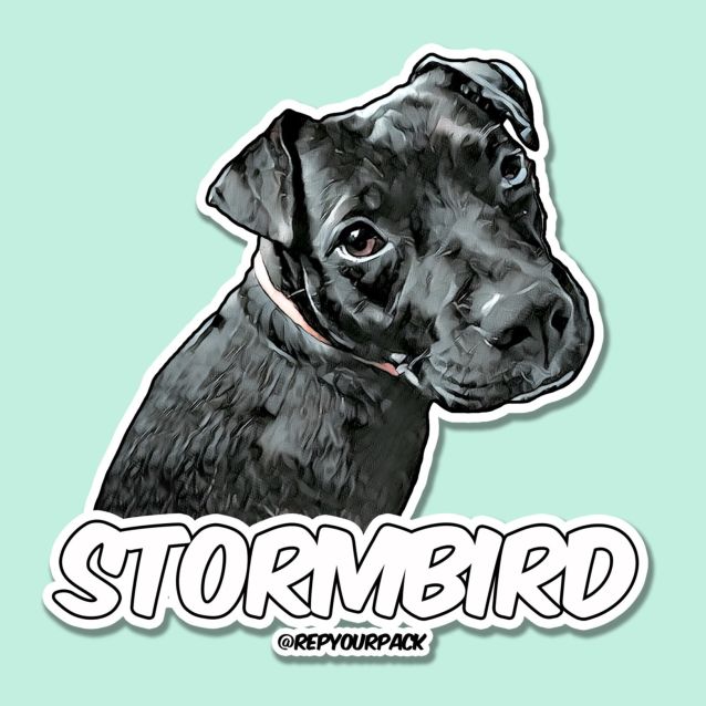 Photo of Stormbird