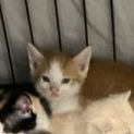 Photo of Cateo
