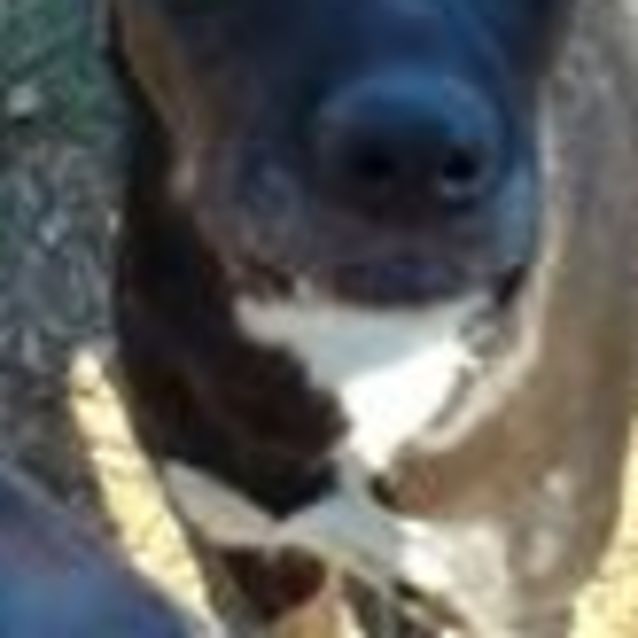 Photo of Mia (On Adoption Trial)