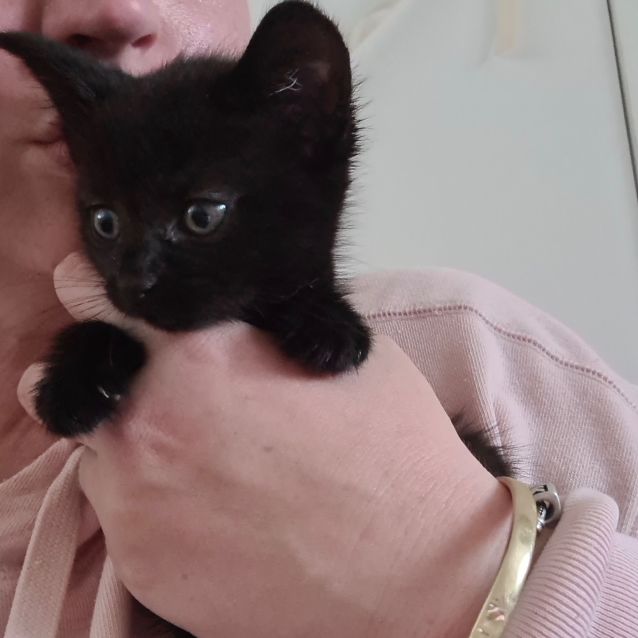 Photo of Luna