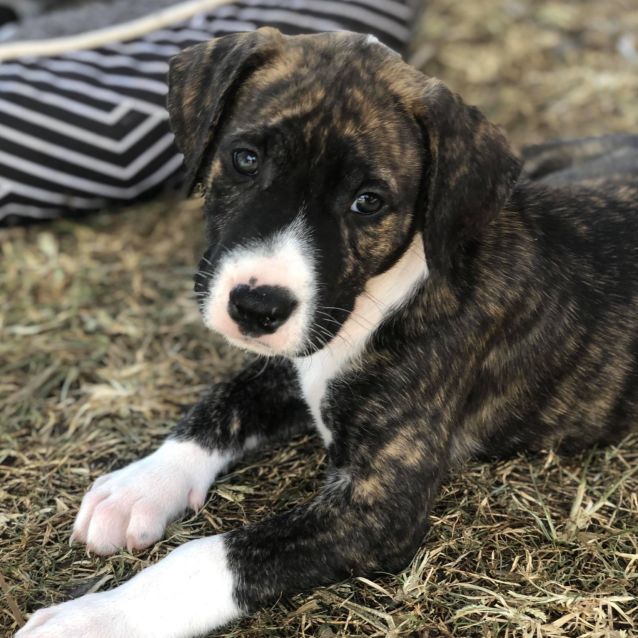 Photo of Echo