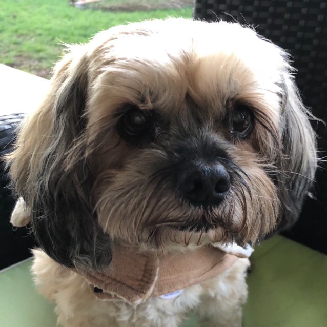 Nelson & Mollie Small Male Maltese x Poodle x Shih Tzu Mix Dog in QLD PetRescue