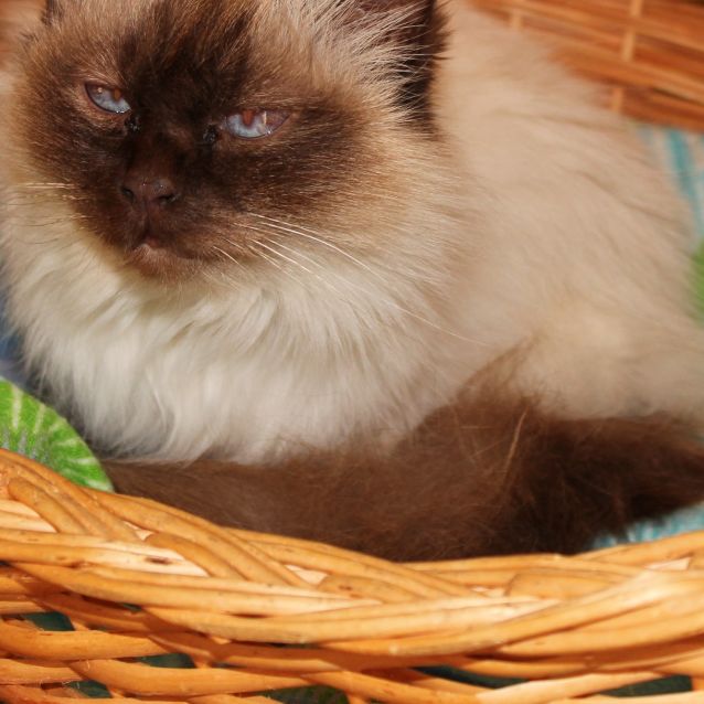 Birman rescue outlet
