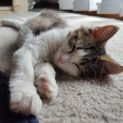 Photo of Lolly ^^Dandy Cat Rescue^^