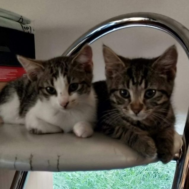 Photo of Betty **2nd Chance Cat Rescue**