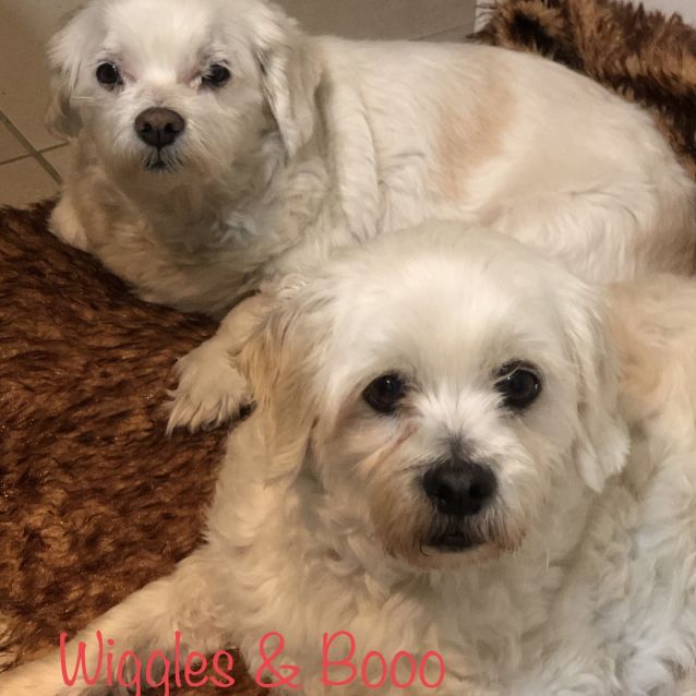 Photo of Wiggles & Booo