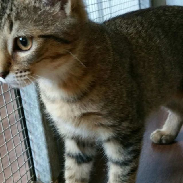 Photo of Fudge