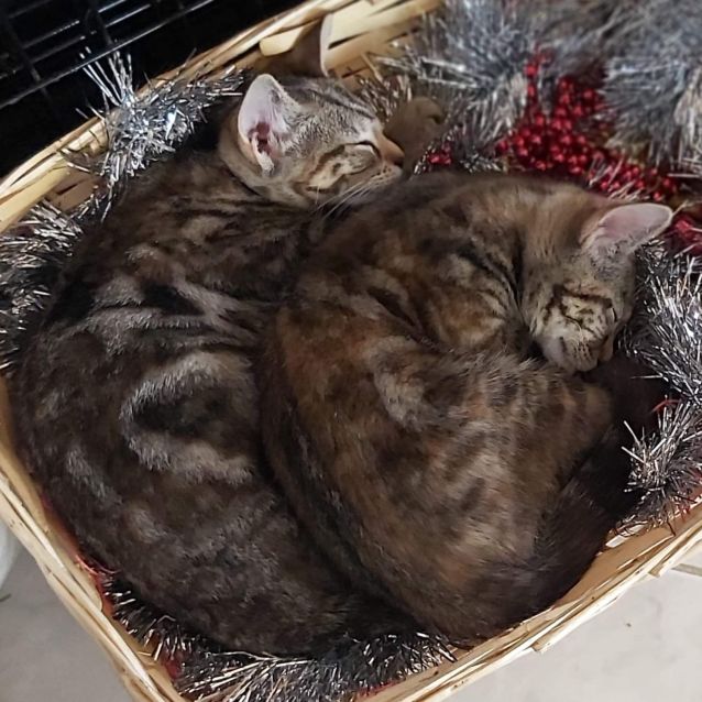 Photo of ❤️rosie & Scarlett ❤️