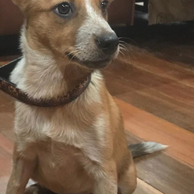 Photo of Gidget