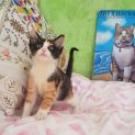Photo of Candy