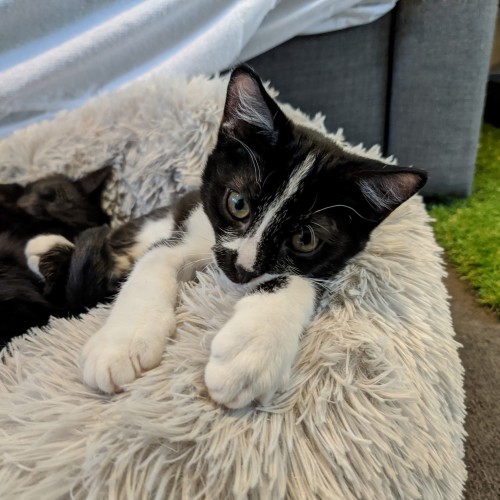 Huxley ^^Dandy Cat Rescue^^