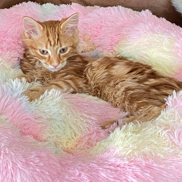 Photo of Dorito (Bonded With Cheeto)