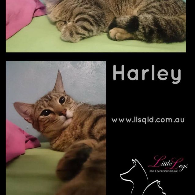 Photo of Harley