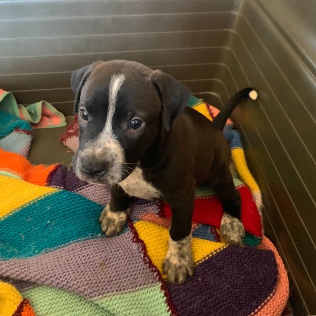 Photo of Tammy ( On Adoption Trial)