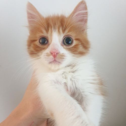 Phineas 
