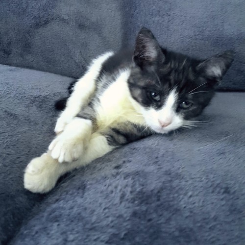 Marshall and Mavis ^Dandy Cat Rescue^
