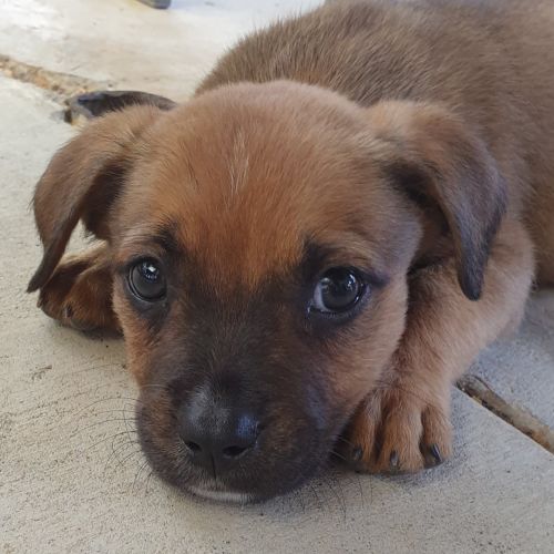 Duke 
