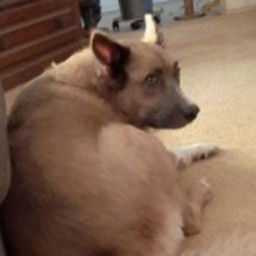 Maxie
