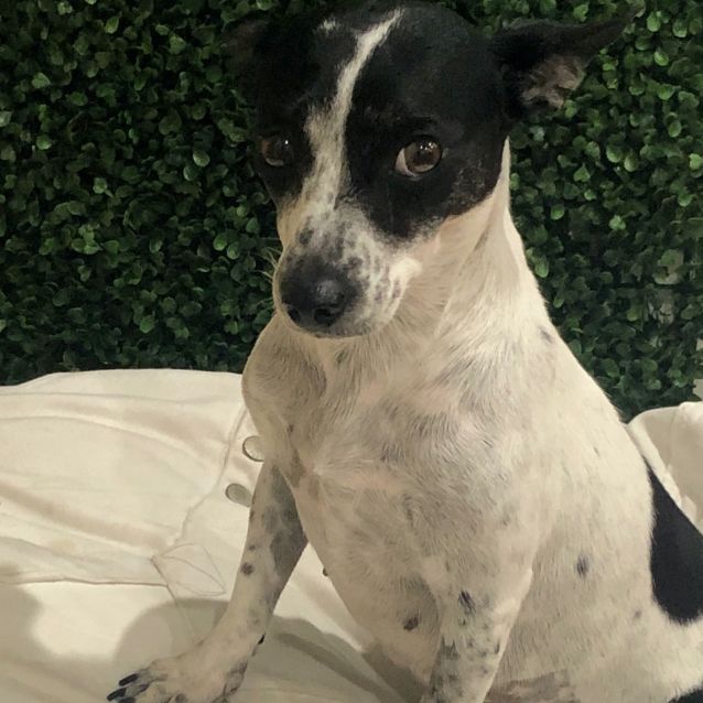 Photo of Scarlet 