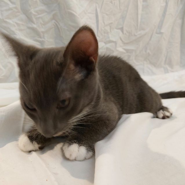 Photo of Mr Gray