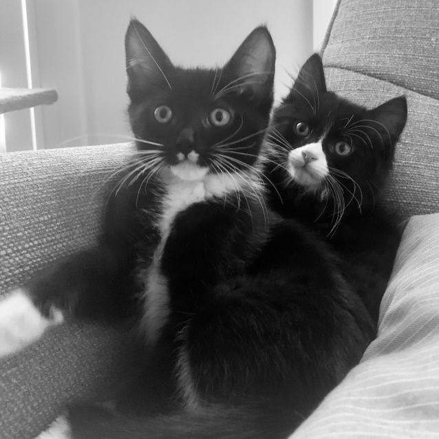 Photo of Maggie & Wren ~ Kitten Pair (4/12/20)
