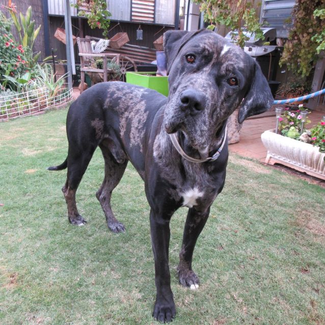 great dane mastiff