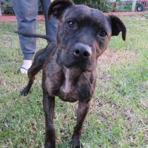 Dexter! *On Trial in His New Home*