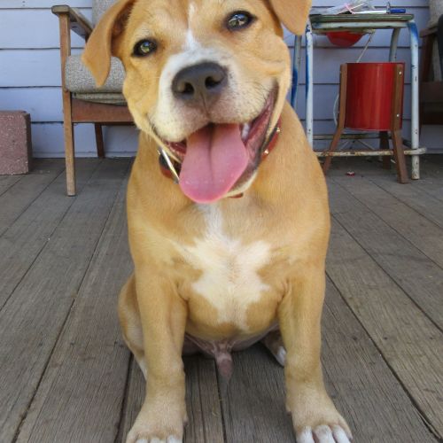 Cash *On Trial in His New Home*