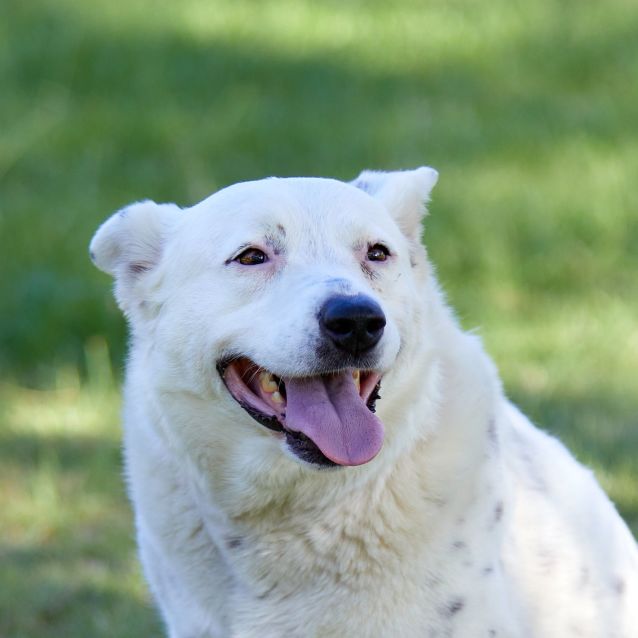 Photo of Snowy ~ 5yr Old Cattle Dog X (On Trial 19/12/2020)