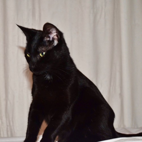 Cate $200. Available to Foster