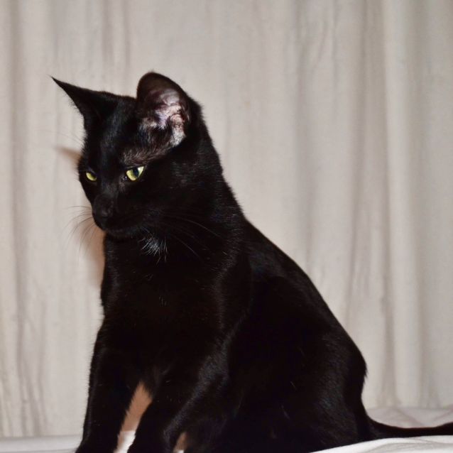 Photo of Cate $200. Available To Foster