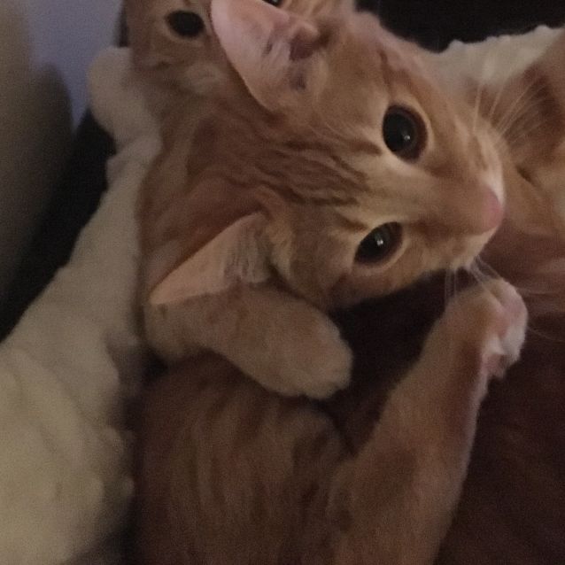 Photo of Tiny 