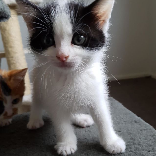Photo of Nessy **2nd Chance Cat Rescue**