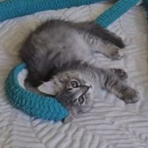 Lady Grey