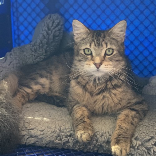 Theon Floofy handsomeness!