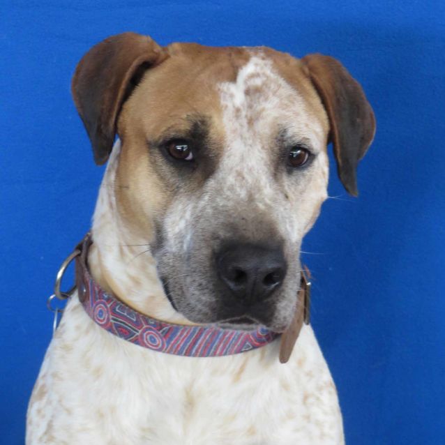 Cattle dog x bull arab sale