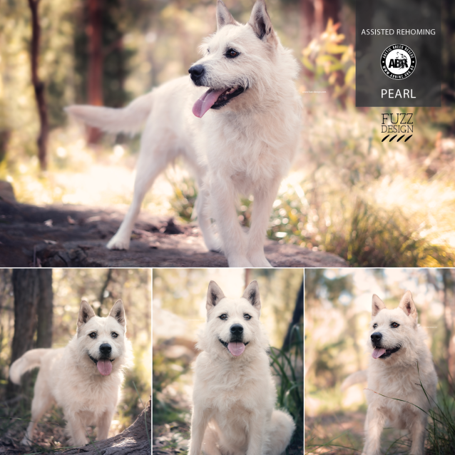 siberian wolfhound
