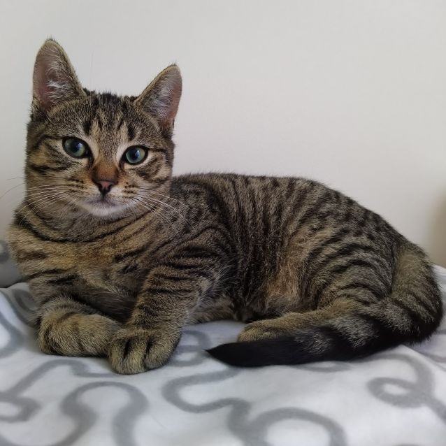 Photo of Claude ^^Dandy Cat Rescue^^