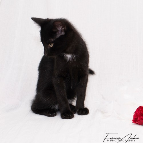 Little Dot **2nd Chance Cat Rescue**