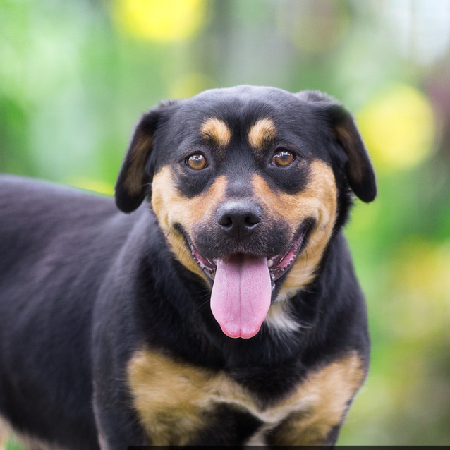 Stella - Medium Female Rottweiler x Welsh Corgi Mix Dog in NSW - PetRescue